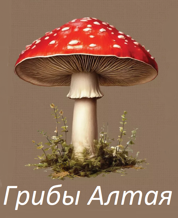 Грибы Алтая