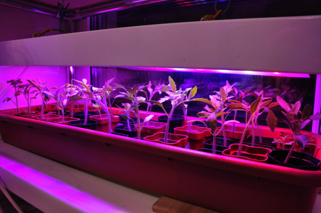 Скидка 15% на все фитолампы LED Growsvet